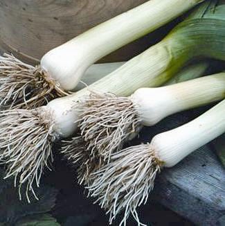 American Flag Leeks