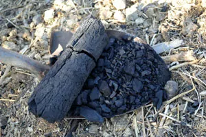 A plant growing in the dirt on a sunny day.