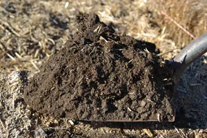 A plant growing in the dirt on a sunny day.