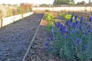 Raised Bed with Compost