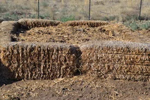 A plant growing in the dirt on a sunny day.