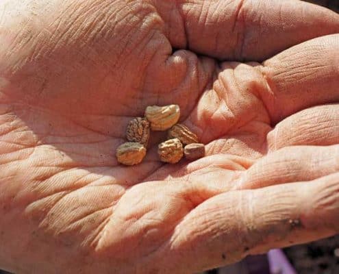 Sowing Seeds
