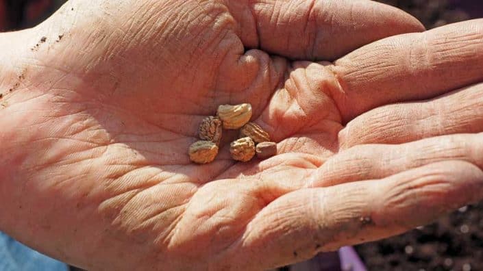 Sowing Seeds Sowing Seeds