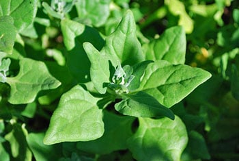 New Zealand Spinach