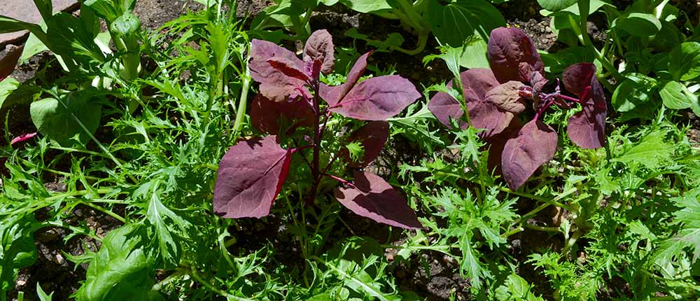 Red Orach plants.