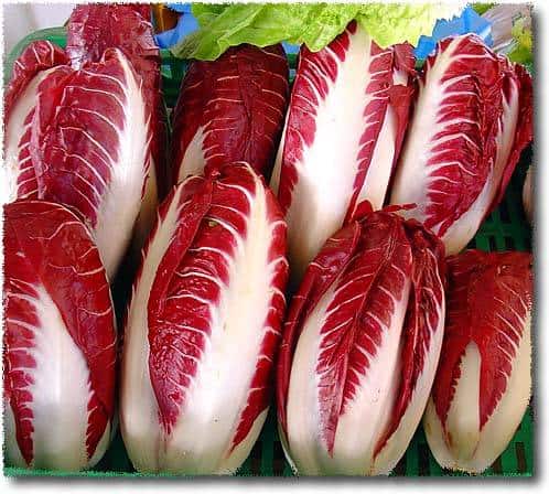 Rossa di Treviso Radicchio