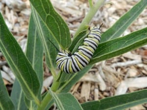 Monarch Larvea on Milkweed