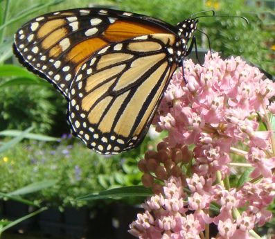 Monarch Butterfly on Milkweed