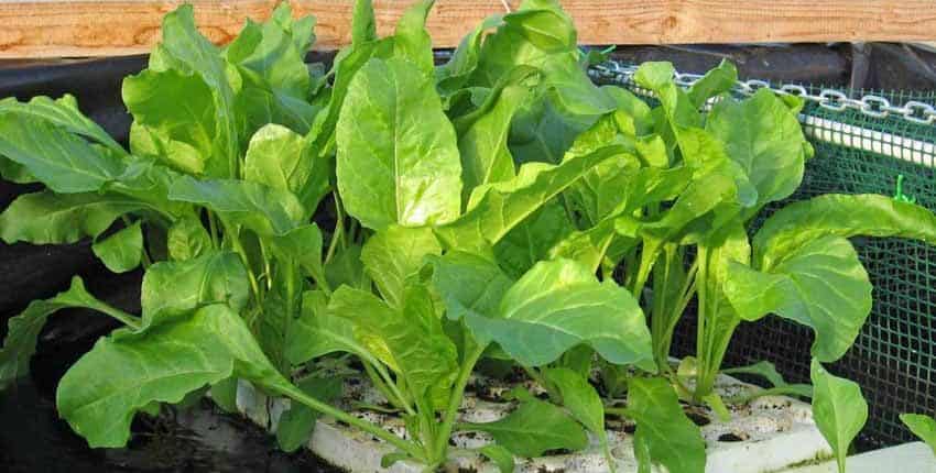 A close up of some green plants growing in a container