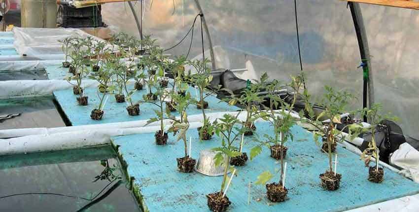 A row of plants growing in the middle of a greenhouse.