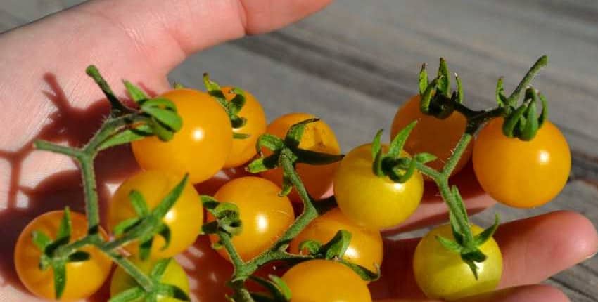 Wild Galapagos Tomato