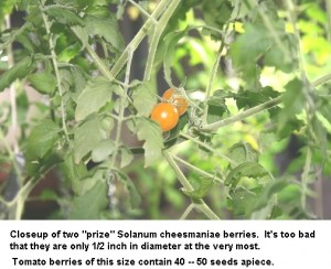 Wild Galapagos Tomato - Anchorage, AK