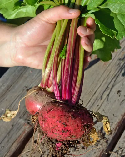 Chioggia Beet