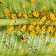 A close up of many yellow flowers on a plant