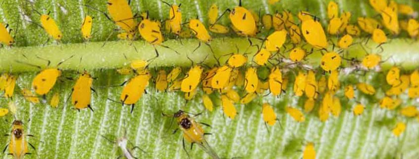 Aphids on Leaf