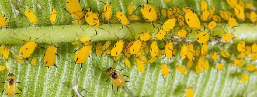 A close up of many yellow flowers on a plant