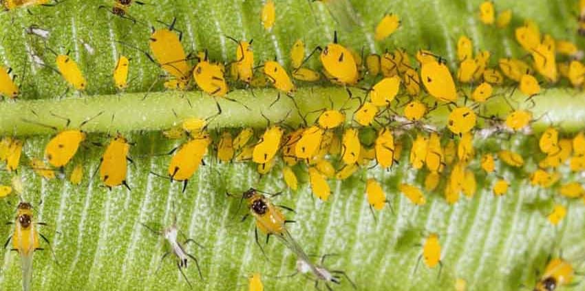 A close up of many yellow flowers on a plant