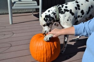 Aurora and the Pumpkin