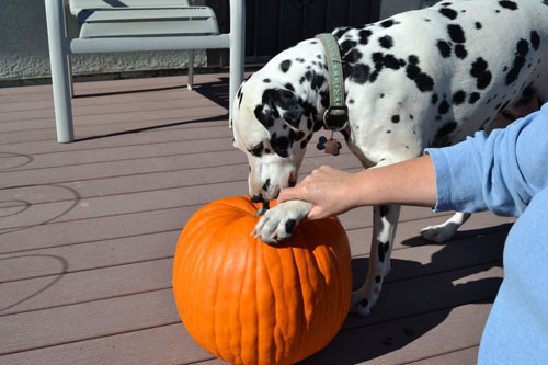 Aurora and Pumpkin