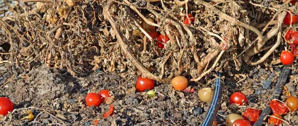 A pile of dirt with some red and yellow fruits on it