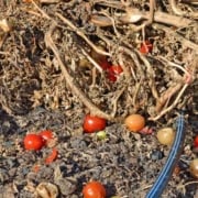 A pile of dirt with some red and yellow fruits on it