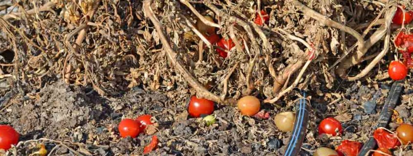 A pile of dirt with some red and yellow fruits on it