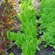 Heirloom Lettuce