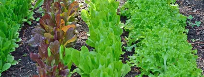 Heirloom Lettuce