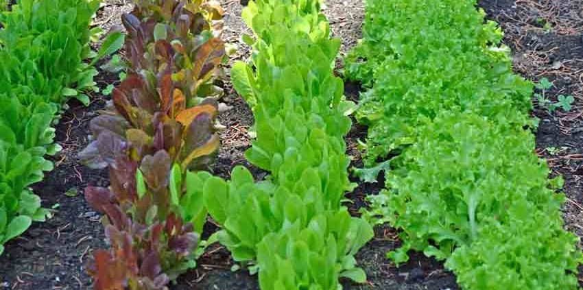 Heirloom Lettuce