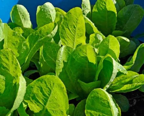 Jericho Heirloom Lettuce