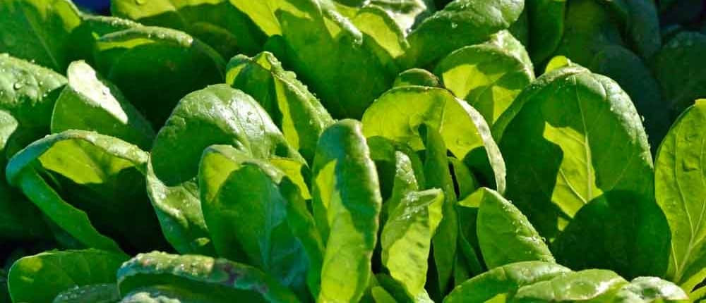 Saint Anne's Slow Bolting Heirloom Lettuce