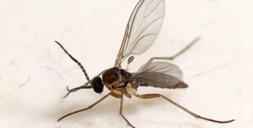 A close up of a fly on the ground