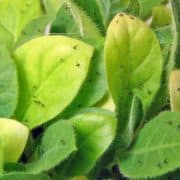 A close up of green leaves with black spots