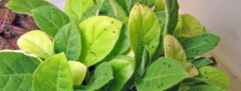 A close up of green leaves with black spots