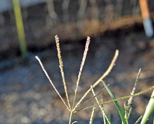 Bermuda Grass Seed Head