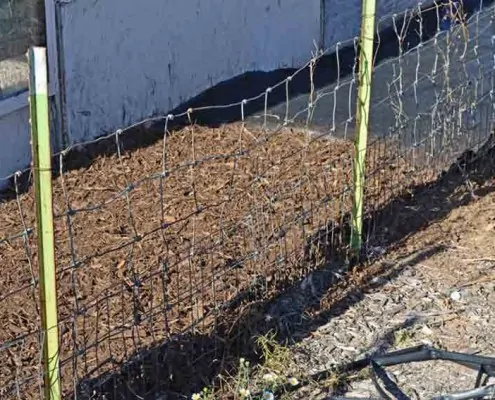 A plant growing in the dirt on a sunny day.