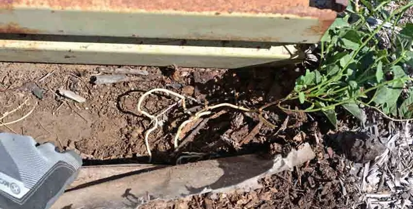 A plant growing in the dirt on a sunny day.