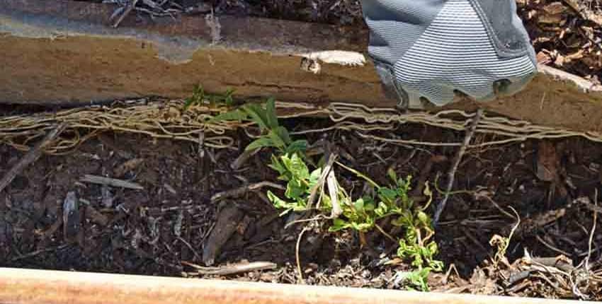 A plant growing in the dirt on a sunny day.