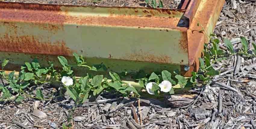 A plant growing in the dirt on a sunny day.