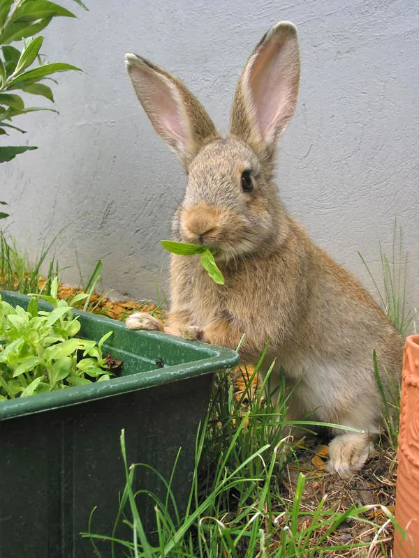 Rabbit in Garden