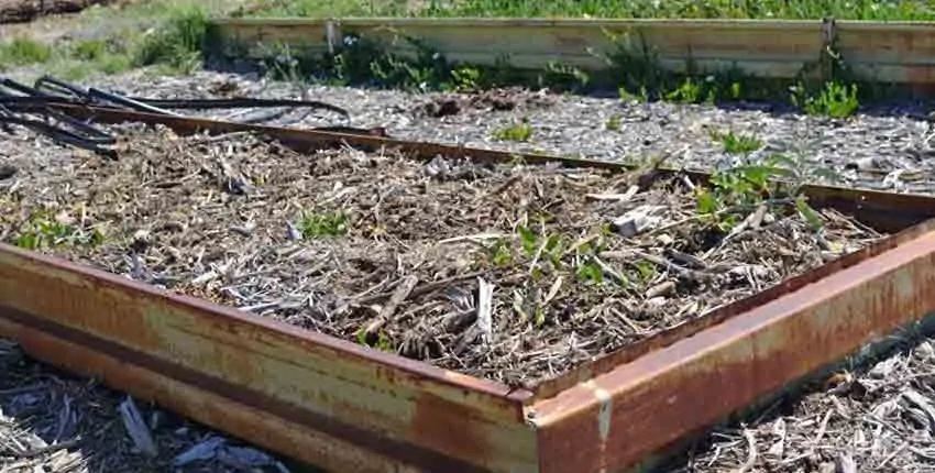 A plant growing in the dirt on a sunny day.