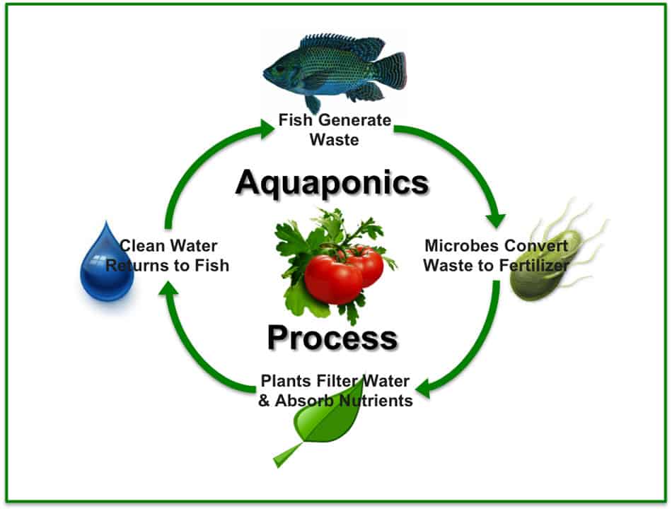 Aquaponics Process