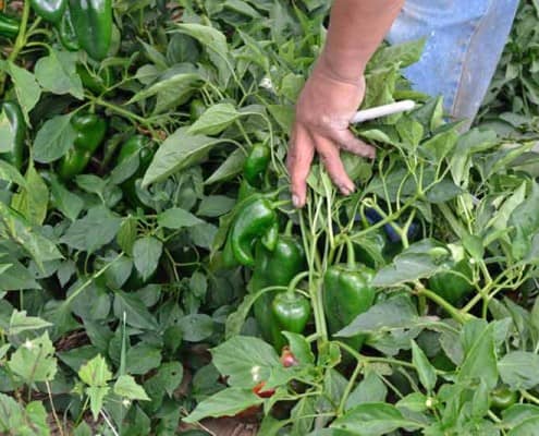 Checking Productivity of Chiles