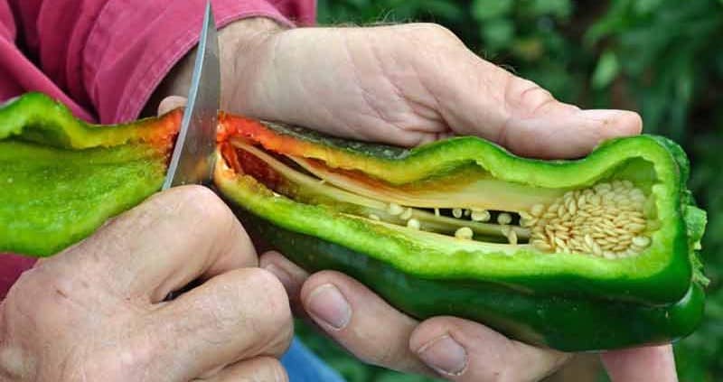 Heirloom Chile Inspection