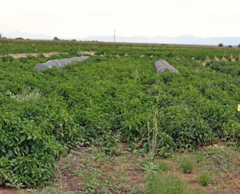 Isolation Cages in Field