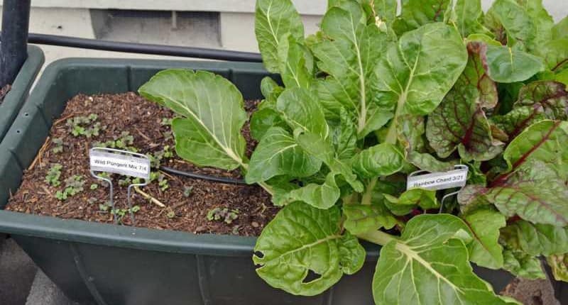 Swiss Chard Succession Plan