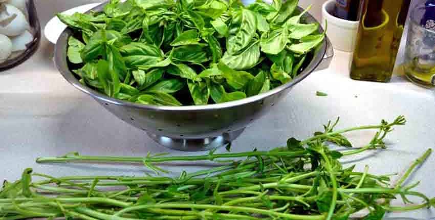 Basil Ready to Wash