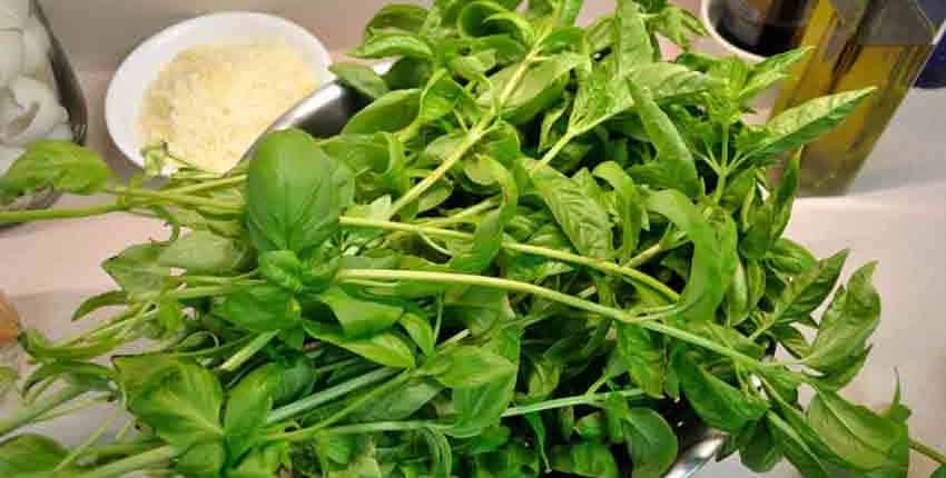 Colander Full of Sweet Basil