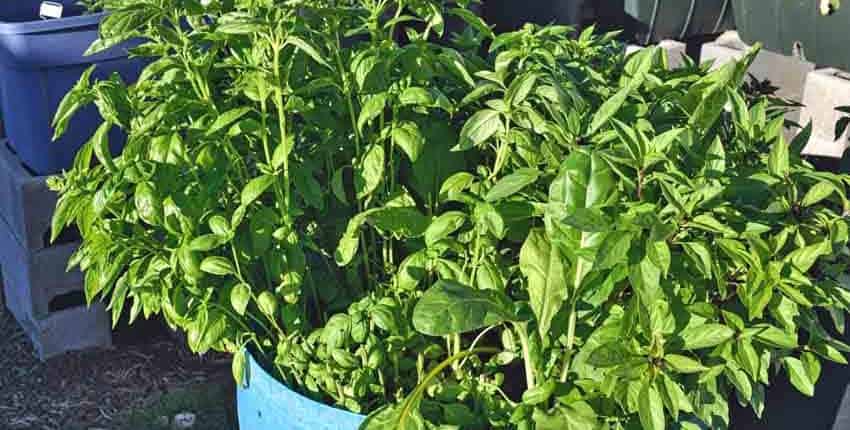 Container Grown Basil