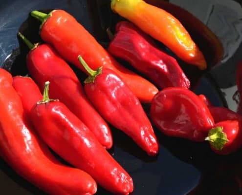 Hungarian Hot Wax Pepper